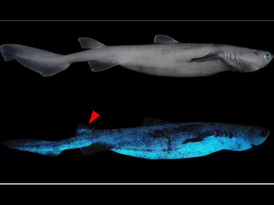 Bioluminescent Shark Found in New Zealand Provides Insight into Deep Sea Life