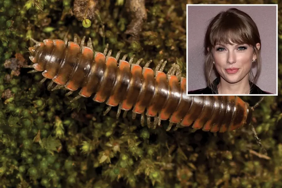 Taylor Swift: The Millipede
