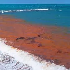 This image captures the visual effect the red tide has on the seas. 