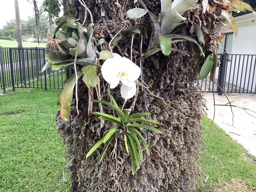 One of the many orchids dotting Miami. Flowers like orchids symbolize the month which is redolent with budding plant life.