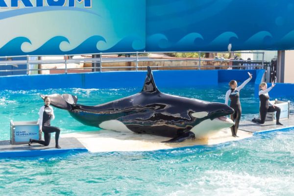 Lolita frolics with her trainers in 2013, more than four decades after her capture. 