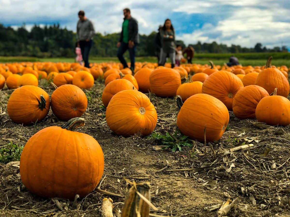 Pumpkin patches are everywhere this time of year.