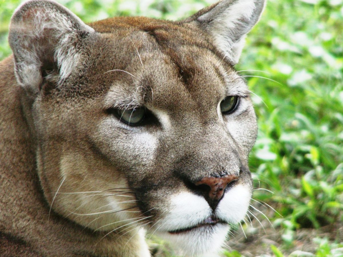 A photograph of the Florida Panther, one of many endangered Everglades species.