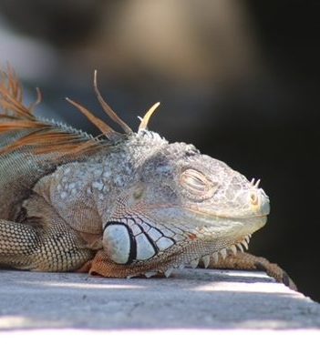 Taking a nap after a long day of walking in front of cars, scaring people, and sun bathing.