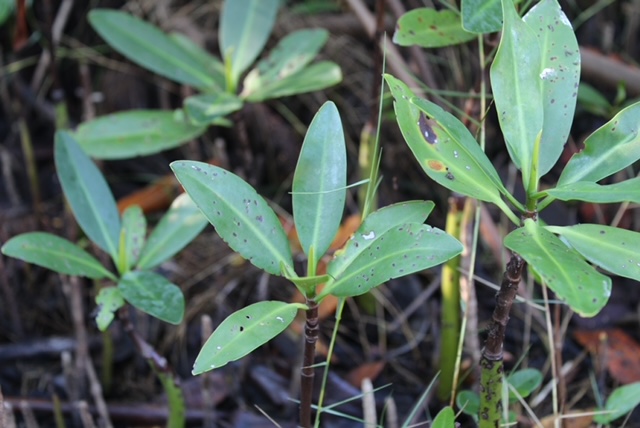 Invasive mangroves can be found all over South Florida.
