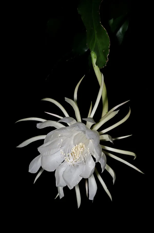 The Night Queen Flower pictured here only blooms in the evening. Additionally, it gives off an enticing scent. Photo Credit: Gekka Bijin Flower