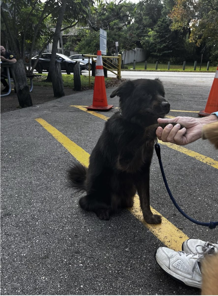 A picture of Princess doing an adorable trick with her lovely owner 