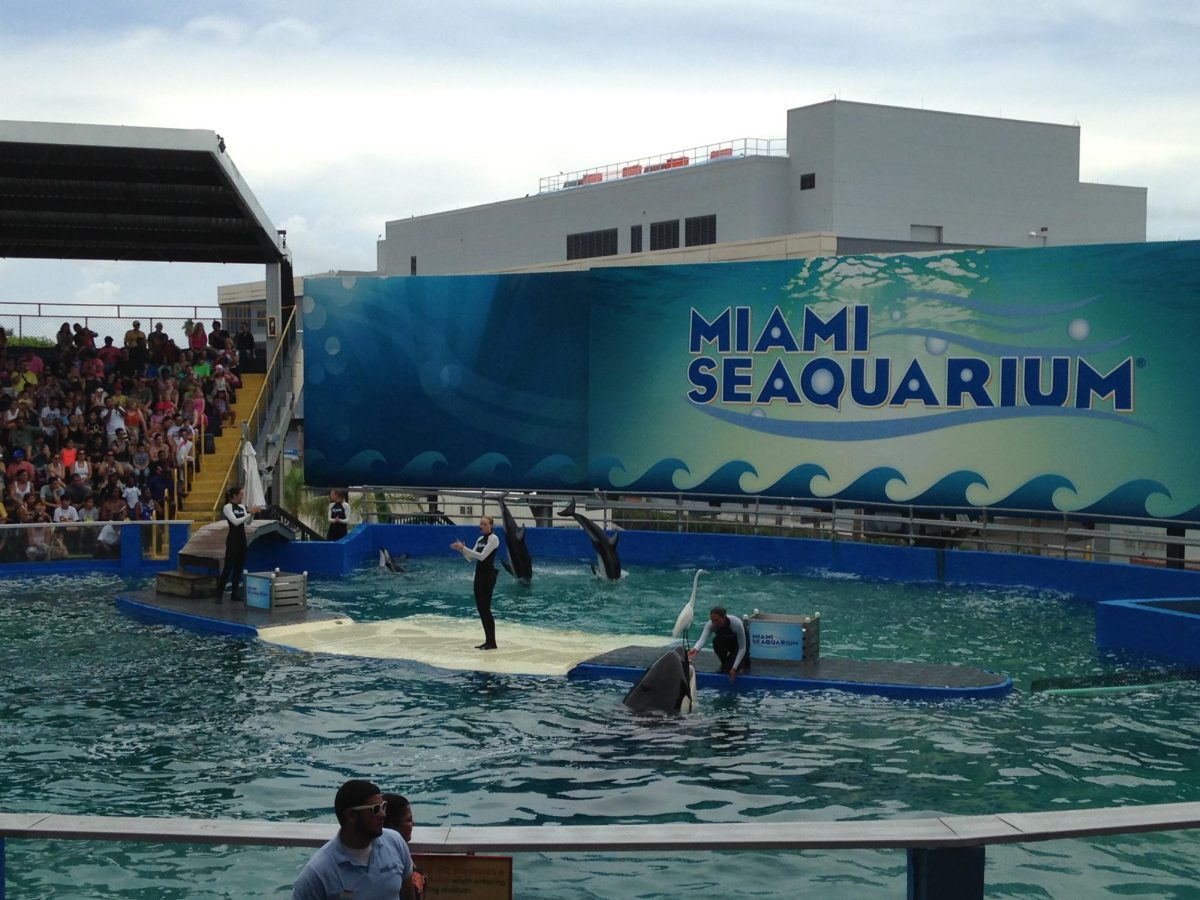 The Miami Seaquarium whale and dolphin show as it appeared in July of 2014.  