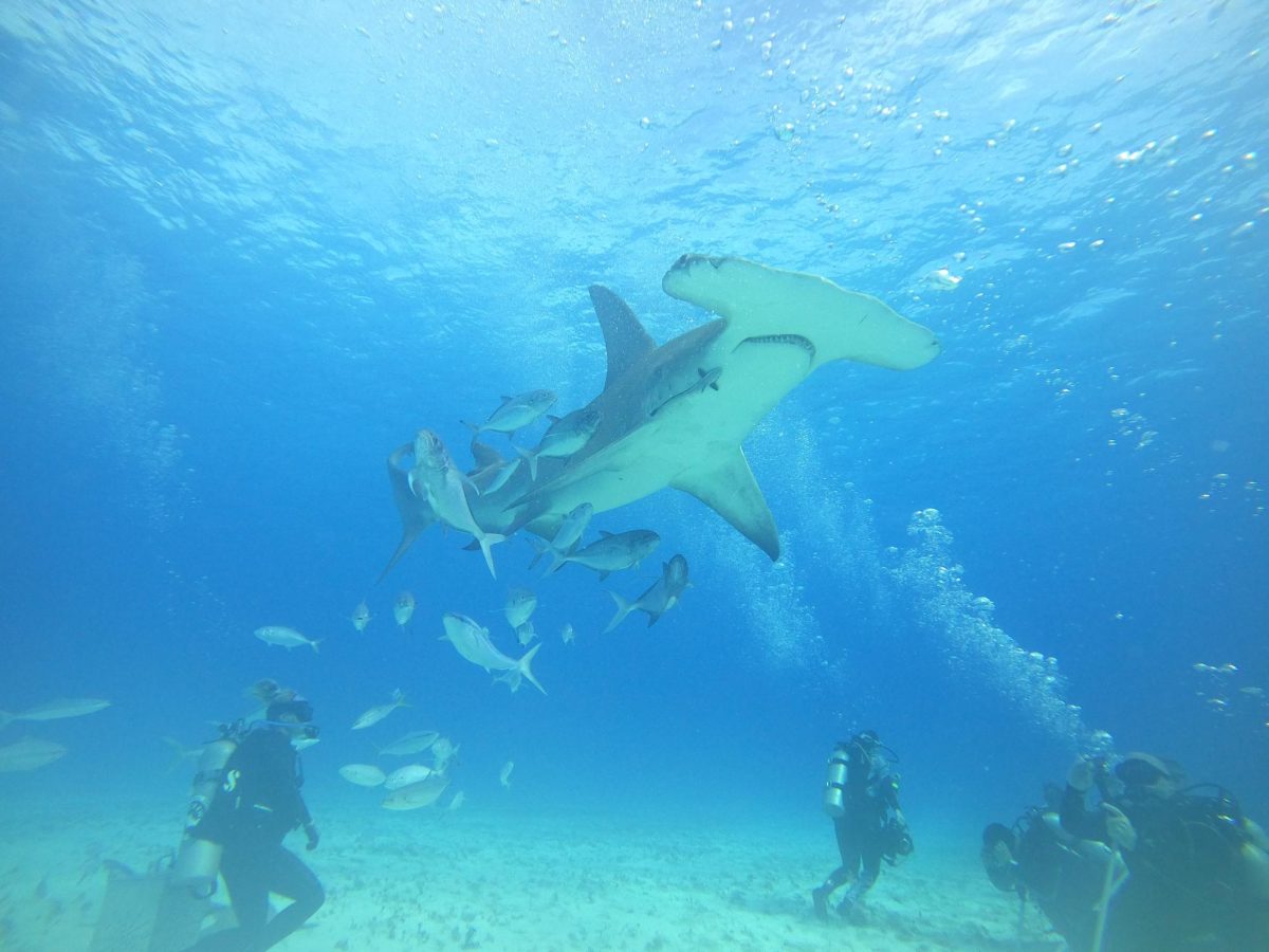 A Hammerhead Shark with a school of fish near it, and a group of divers under the Shark and School