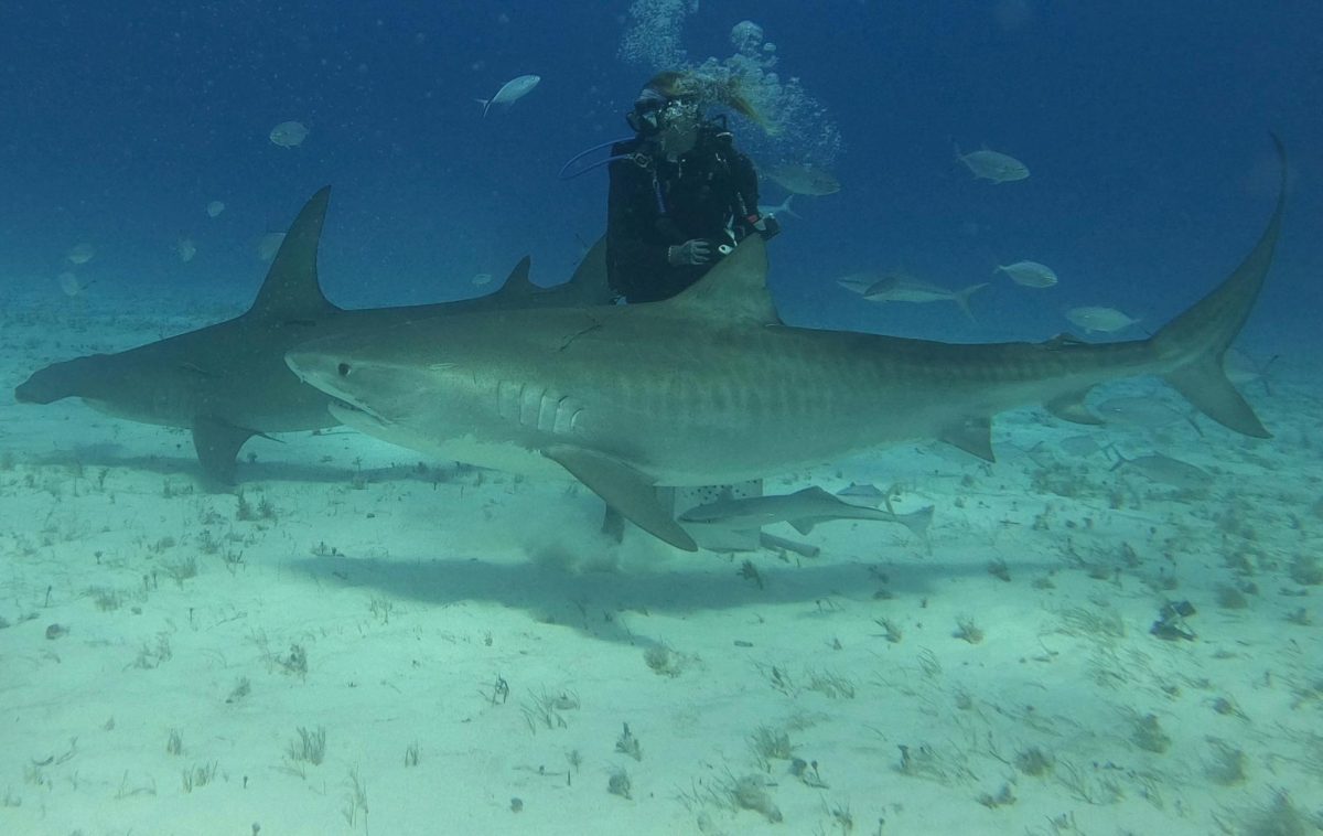 A hammerHead shark and a tiger shark swim past a diver who standing in between them as a school of fish serves as their backdrop.