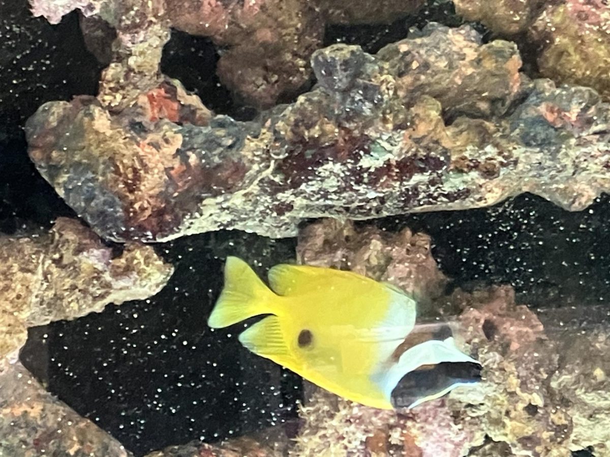 If you stop by the Main Office and glance to your right, you will see the "bully," fish who is mostly yellow in color and much larger than the other fish in the tank.