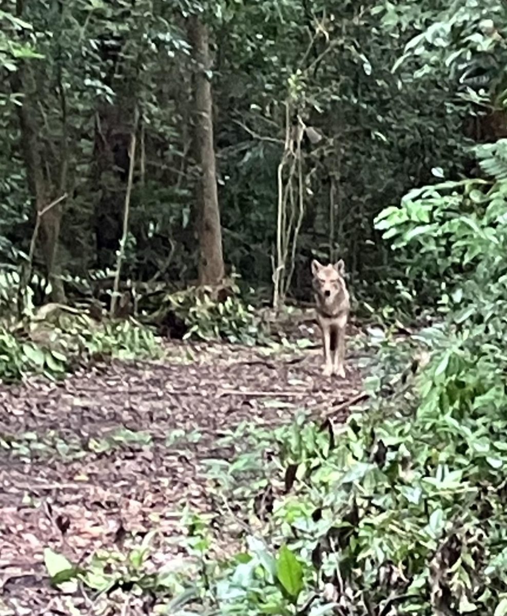 A blurry and distant photo of an ILS coyote emerging from the woods near the football field.