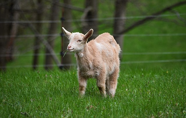 Baby goats are a petting-zoo much favored animal.