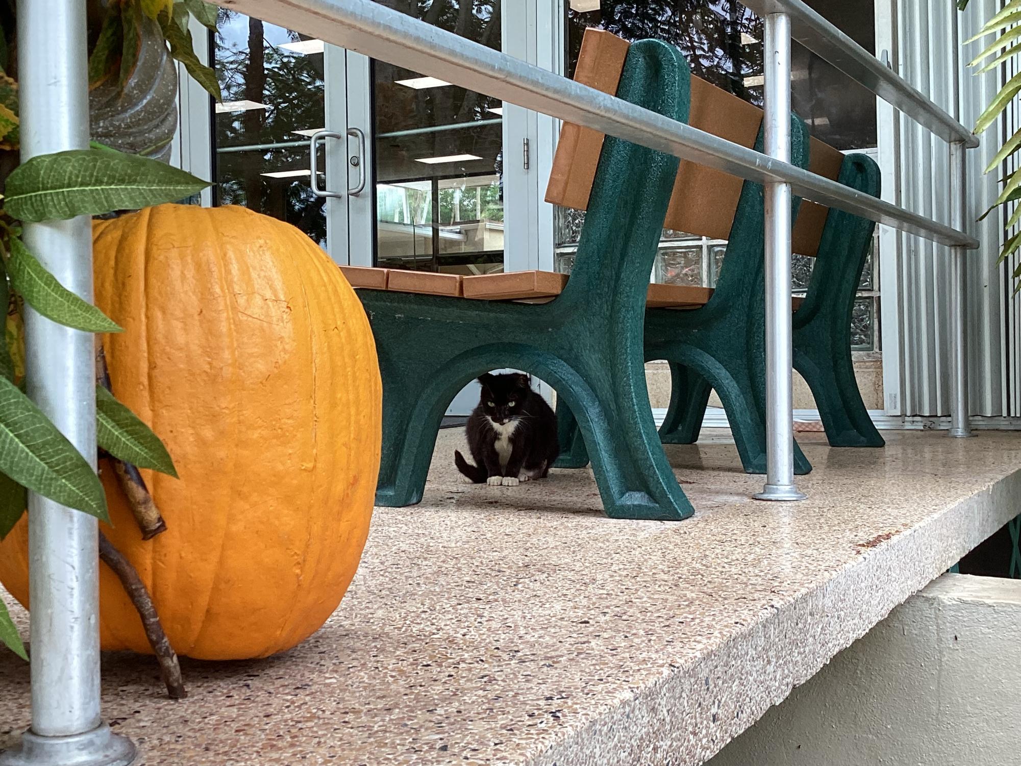 The current champion of ILS cats sits near the cafeteria door waiting to be served food.