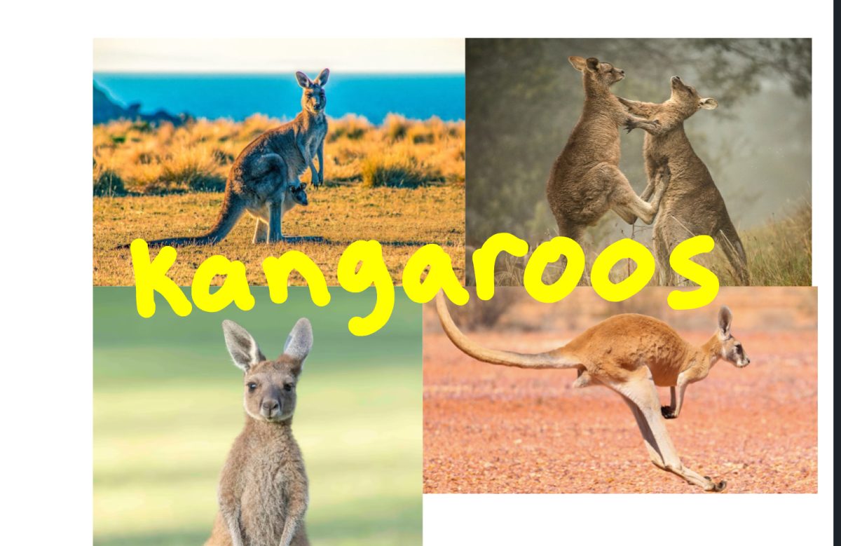 This photo illustration collage captures images of a variety of kangaroos.