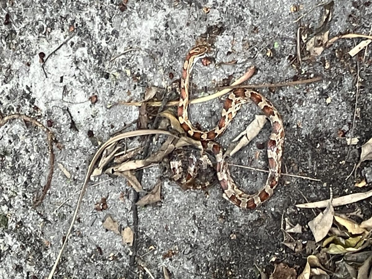 A dead snake is just feet away from the covered outdoor area next to the Youth Center and the Moon Temple.
