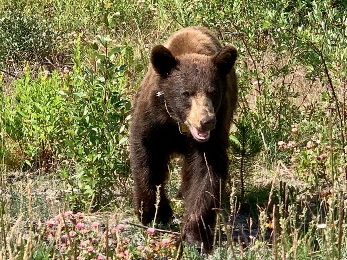 This is a tagged brown bear bear trotting along the countryside 