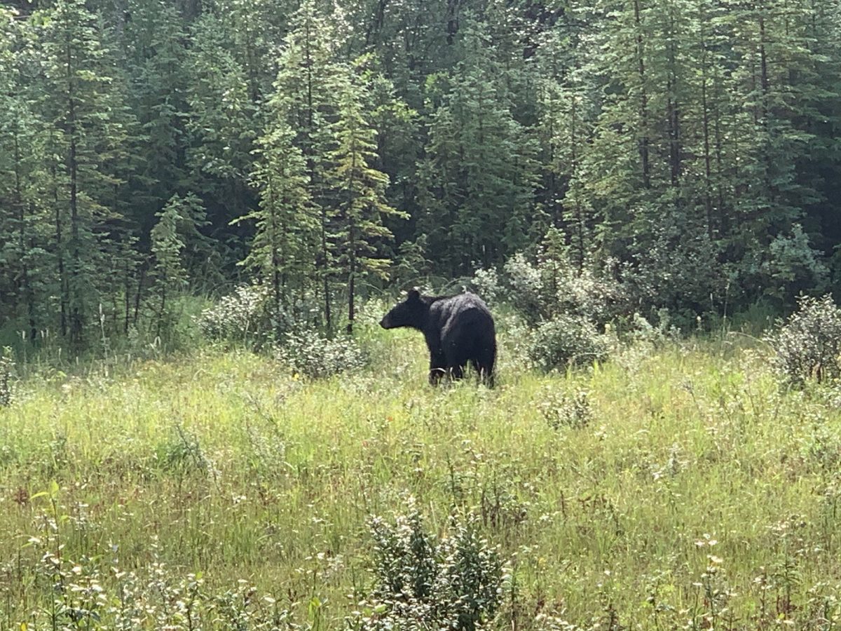 This black bear seems to be on the look out for some potential berries to graze on