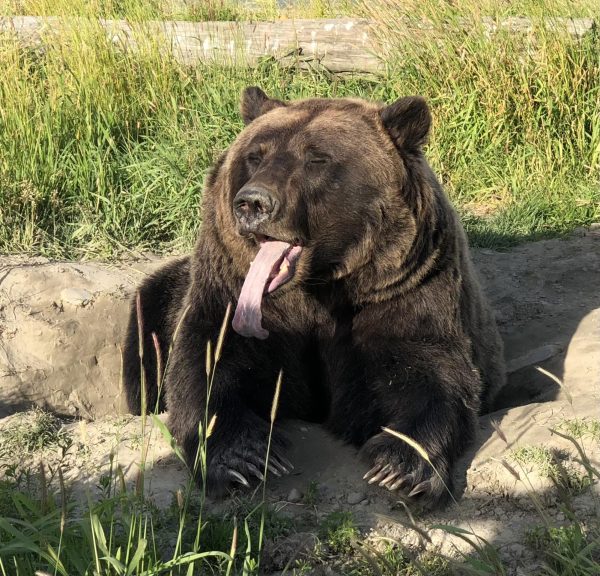 This sleepy bear is having a relaxing afternoon in the sun where he will soon head out to graze on some wild snacks.