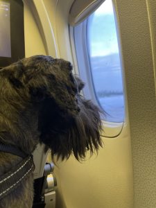 A black mini schnauzer gazes out a plane window as the flight crew prepares for take off.