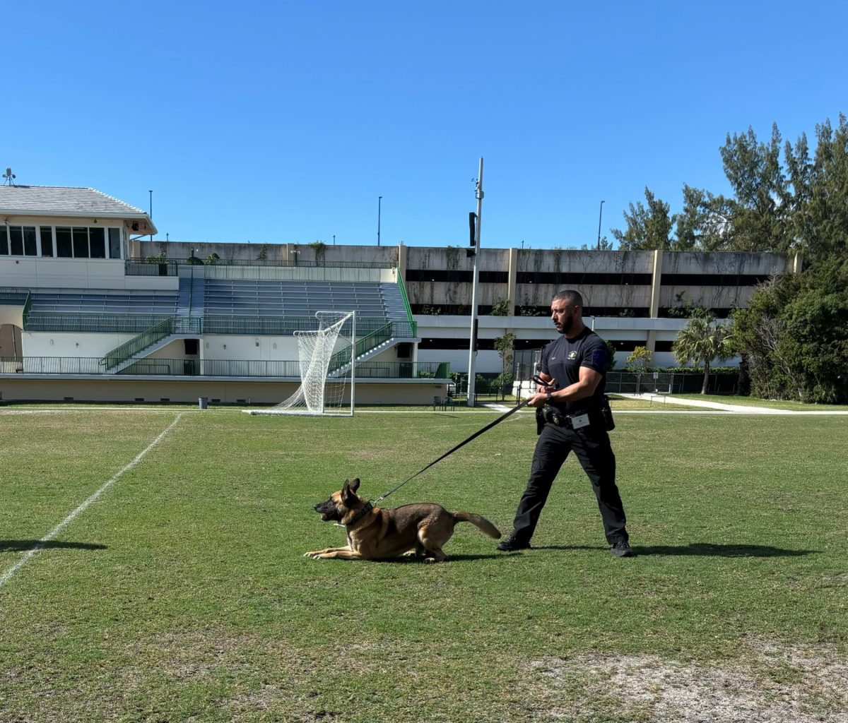 The Miami Police K-9 Unit display how they control and direct the animal with commands to sit, release, etc. 