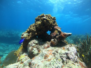 One of the amazing sights Floridians are privileged to experience is right underwater in the world of the coral reef.