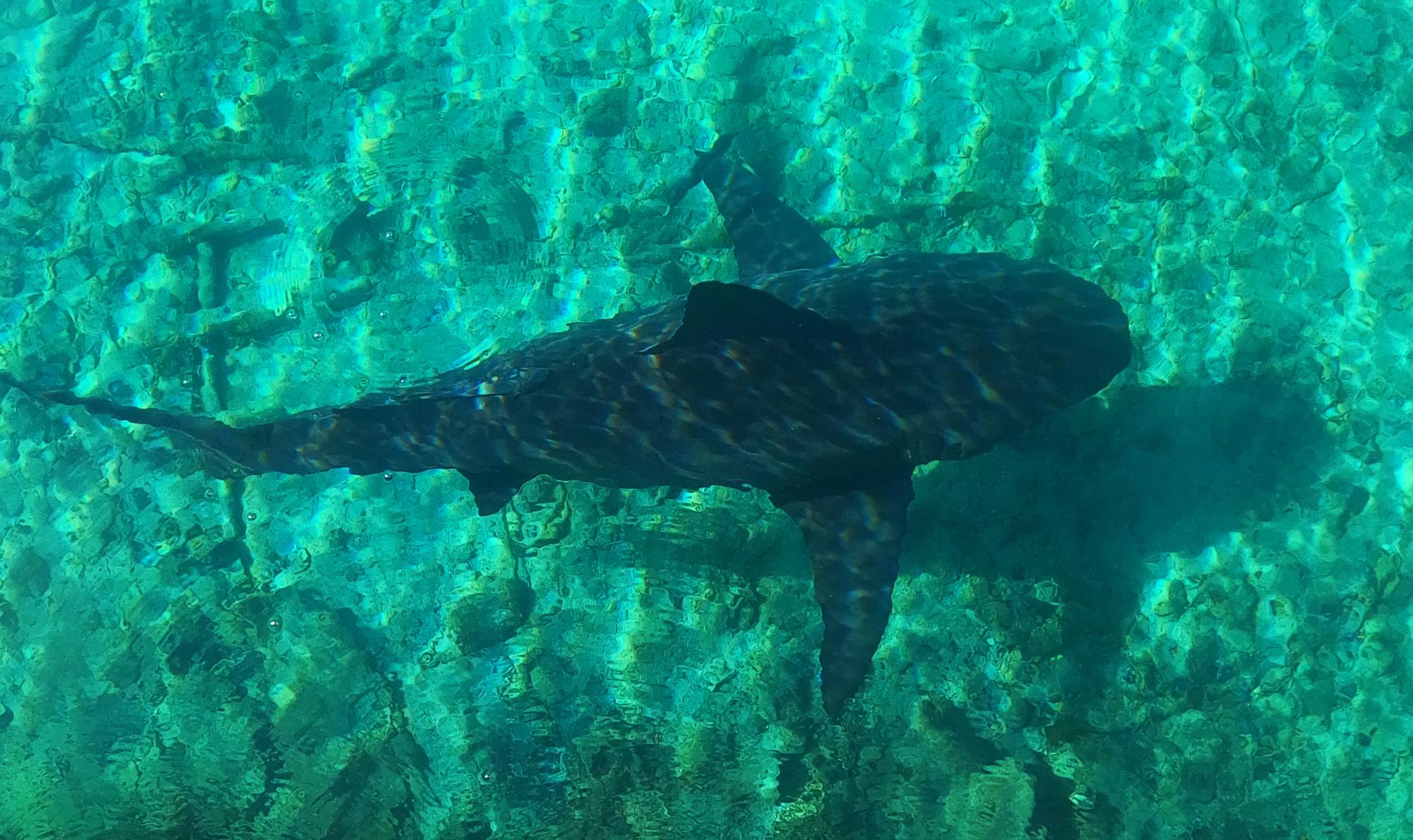 Overhead view shows shark swimming through the turquoise sunny waters