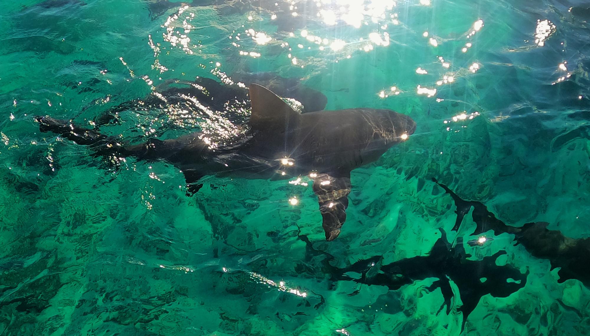 Sunlight reflects of a gliding sharks back as it moves through the clear water