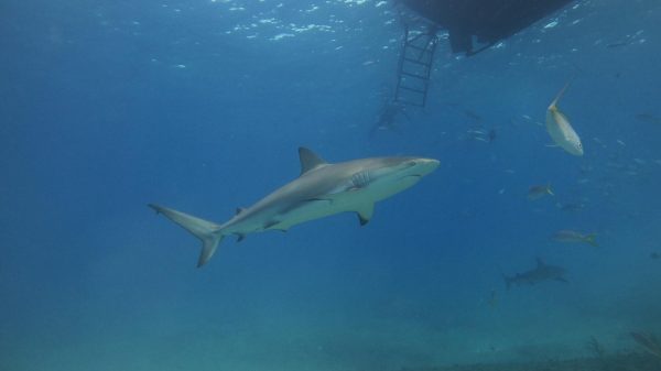 A shark swims through dark blue waters as seen by a diver below.