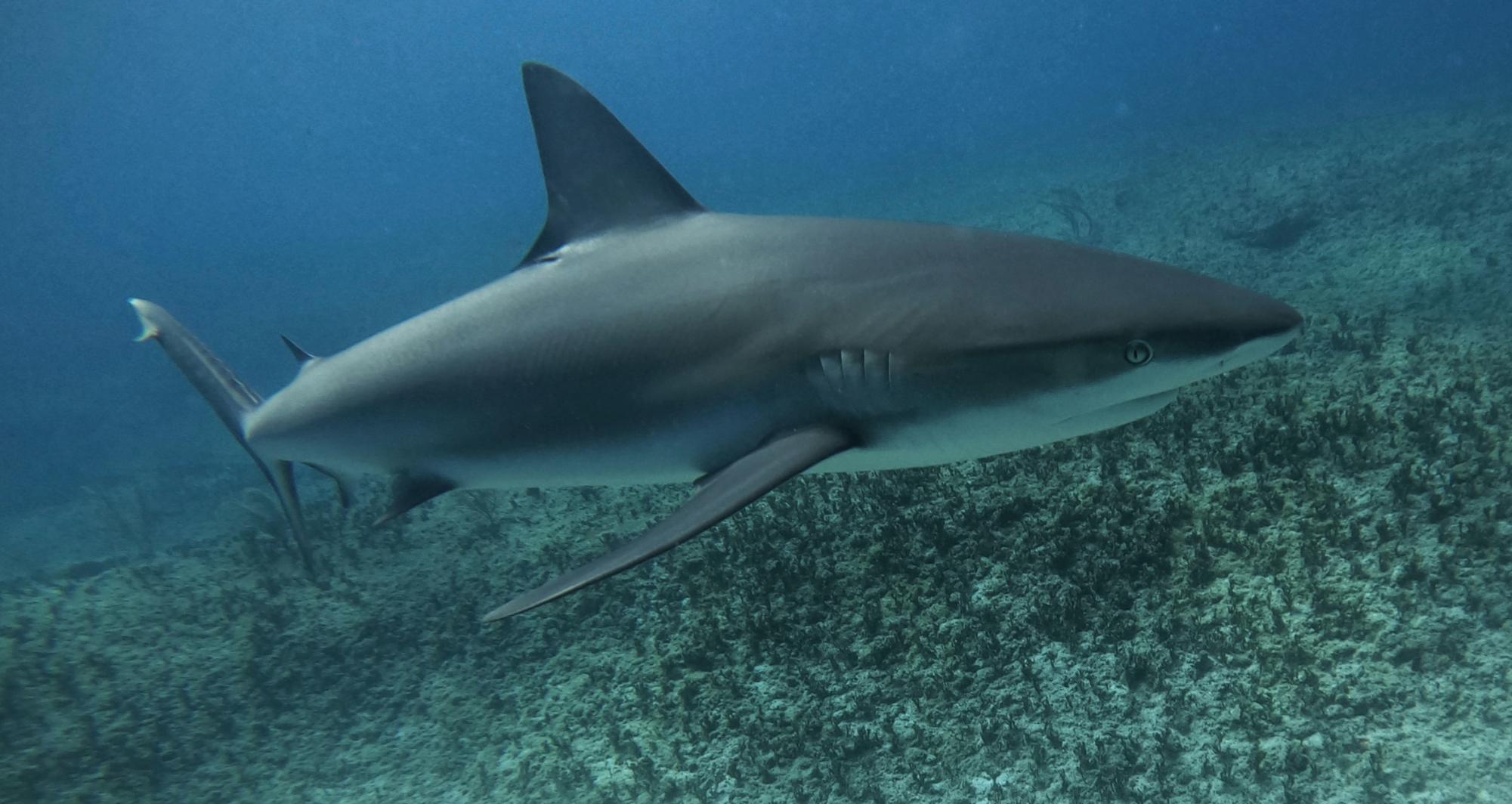 A close up view shows a shark gliding through the deep blue waters
