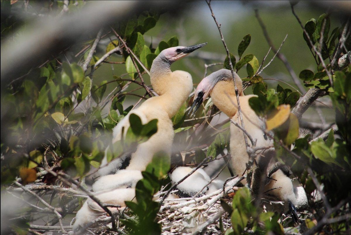 This is an example of the ecosystem found in Everglades National Park.