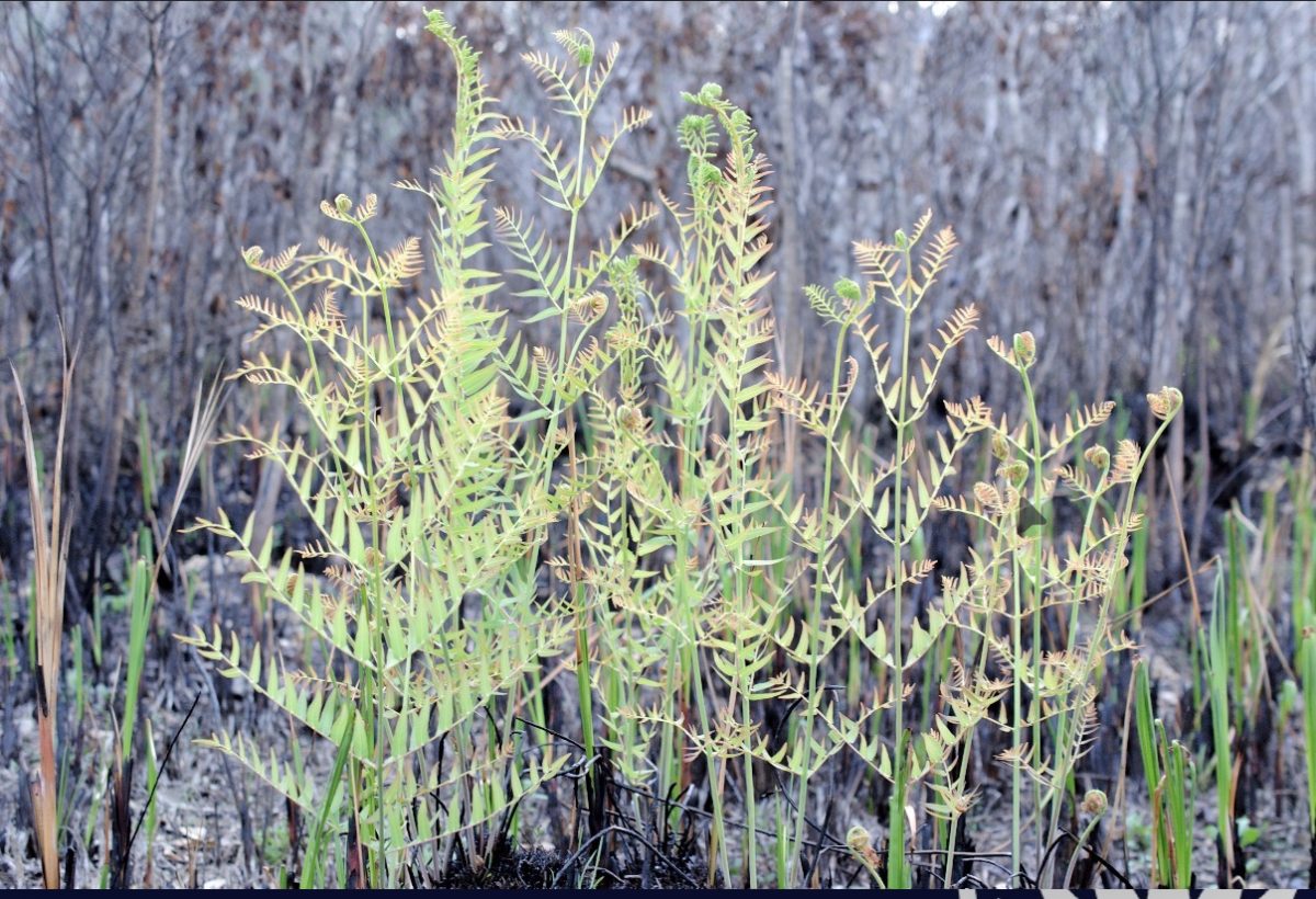 Plants starting to regrow once the ecosystem was taken better care of.
