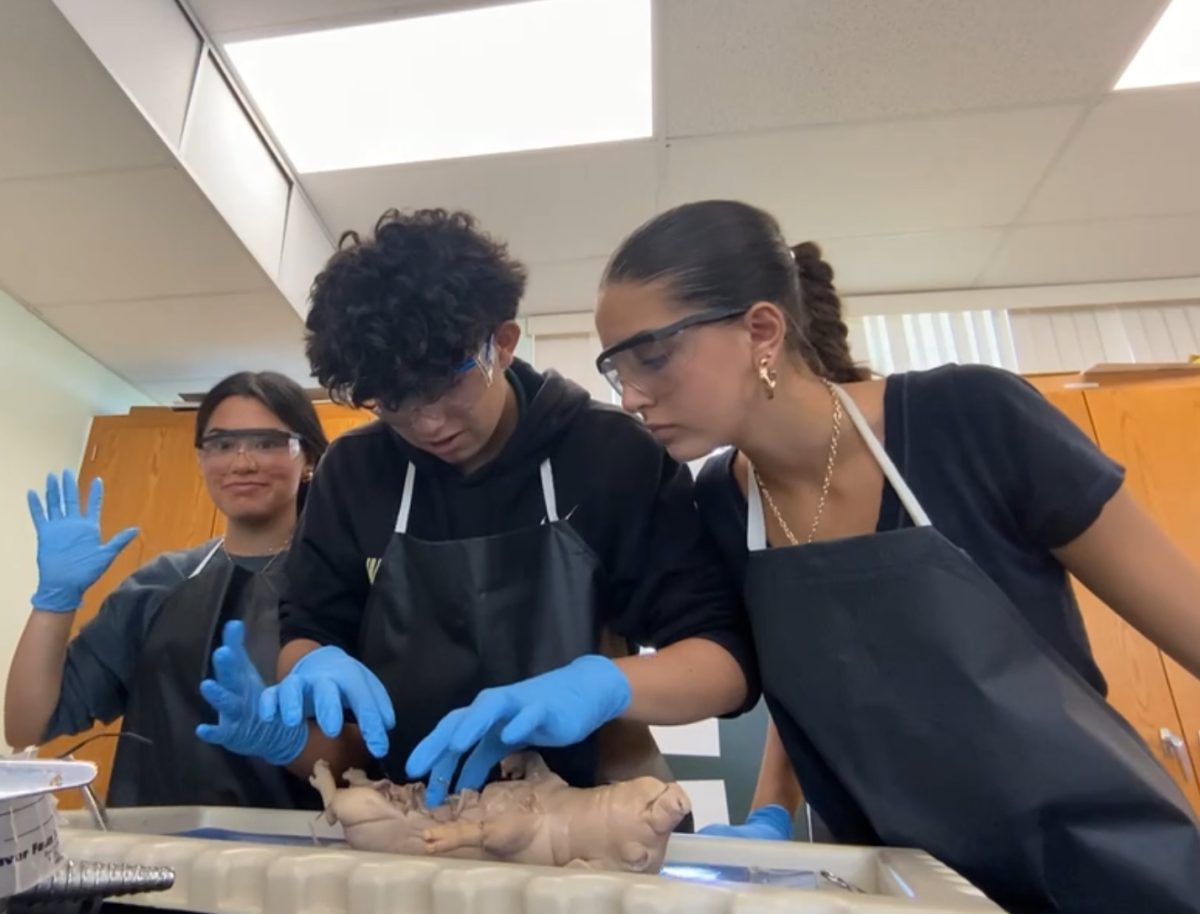 Last year's sophomores dissect a baby pig during their biology class. 