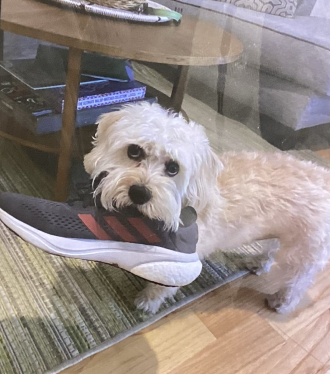 A fluffy white dog is casually carries a big sneaker. As lovable as this pup seems to be, if you could, would you consider cloning him.