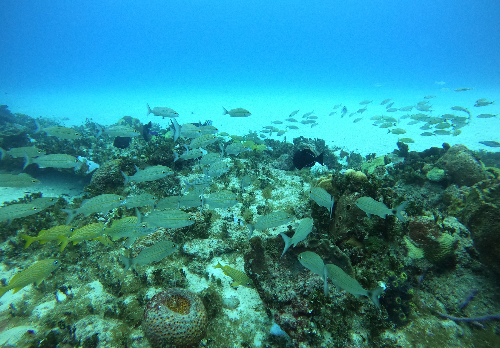 A squad of fish seen hovering over a coral reef.