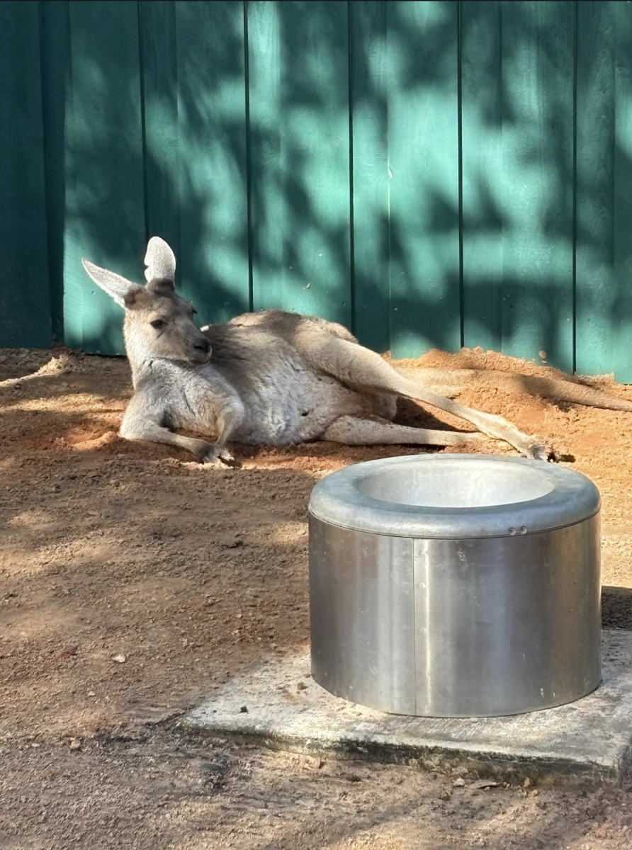A kangaroo casually lays in the zoo at Busch Gardens.