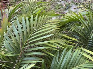 Many people see marijuana as harmless as this landscaping fern. However, unlike this plant found in many Miami gardens, marijuana contains THC, a substance that may impact users adversely.