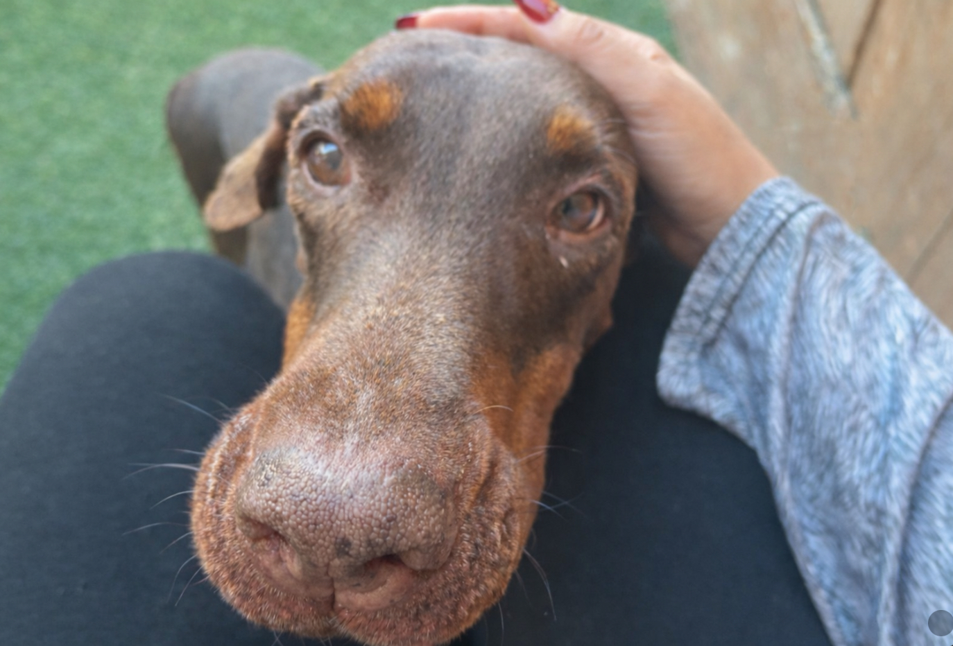 A Doberman named Jafar comes to the camera to say hello and receive love.