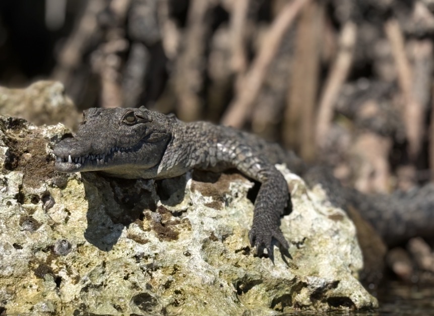 Alligators bask under sun, conserving energy for sudden explosive strikes.