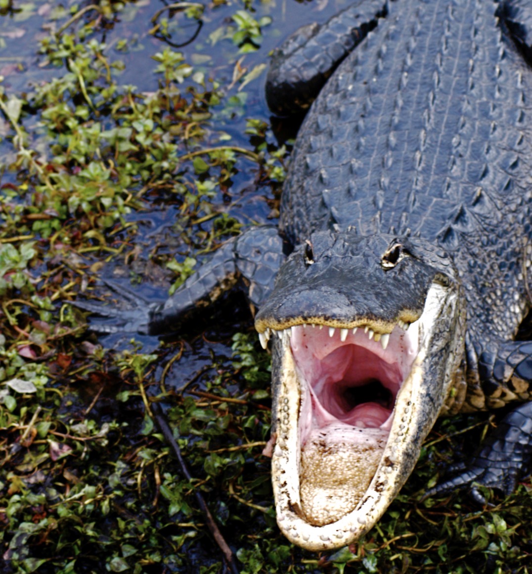 Crocodiles and alligators coexist only in South Florida ecosystems which feature both salt and fresh water, and in the case of our next door neighbor, Vizcaya, a brackish waterway which is a mixture of both favoring crocodiles.
