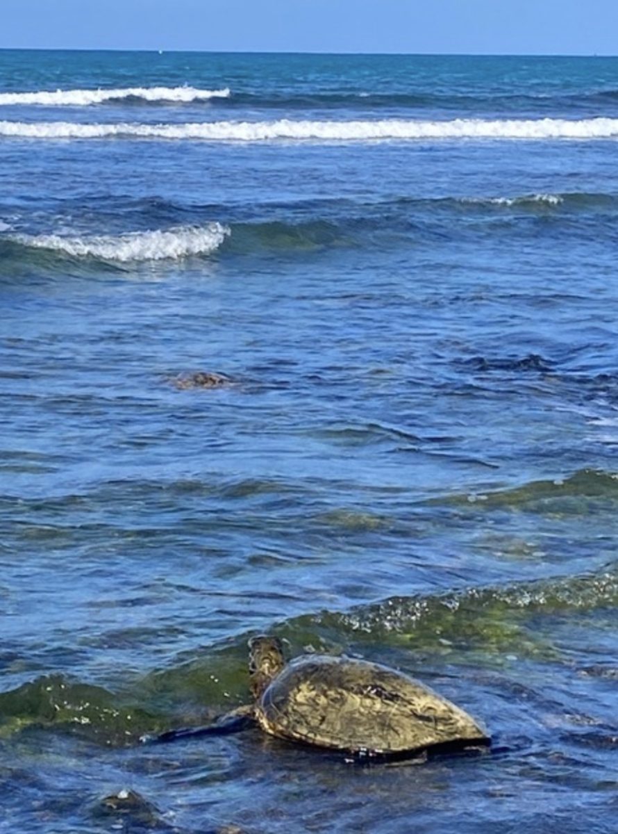 A Hawaiian green sea turtle surfacing near shore, a species whose habitat is threatened by floodwater runoff.