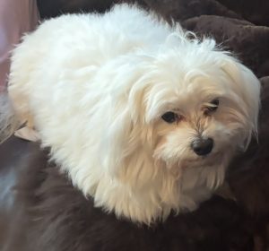 A dog named Muffin sits on a couch in the shape of a bread loaf.