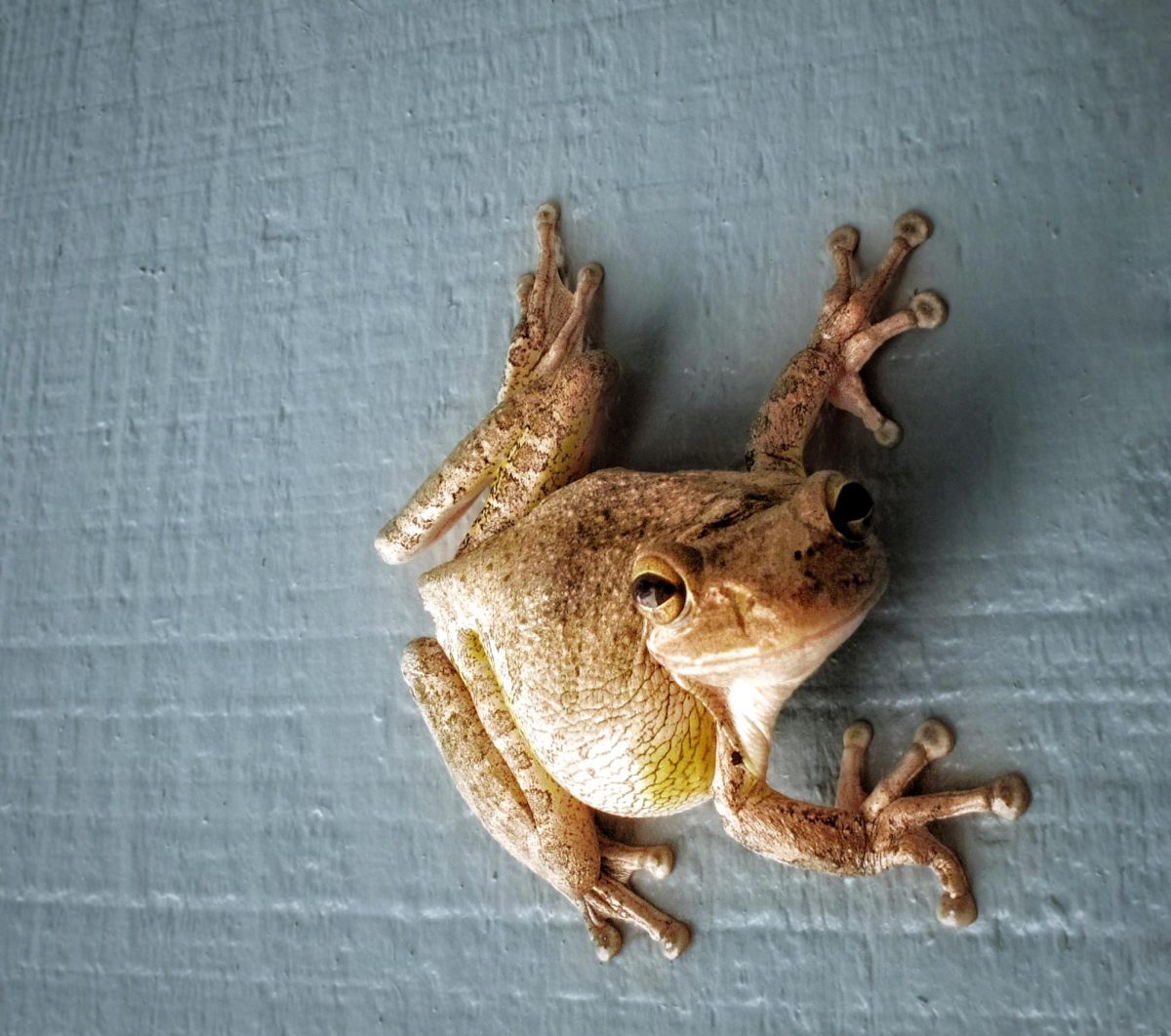 An invasive Cuban Tree Frog latches onto a wall located in Vero Beach, Florida.