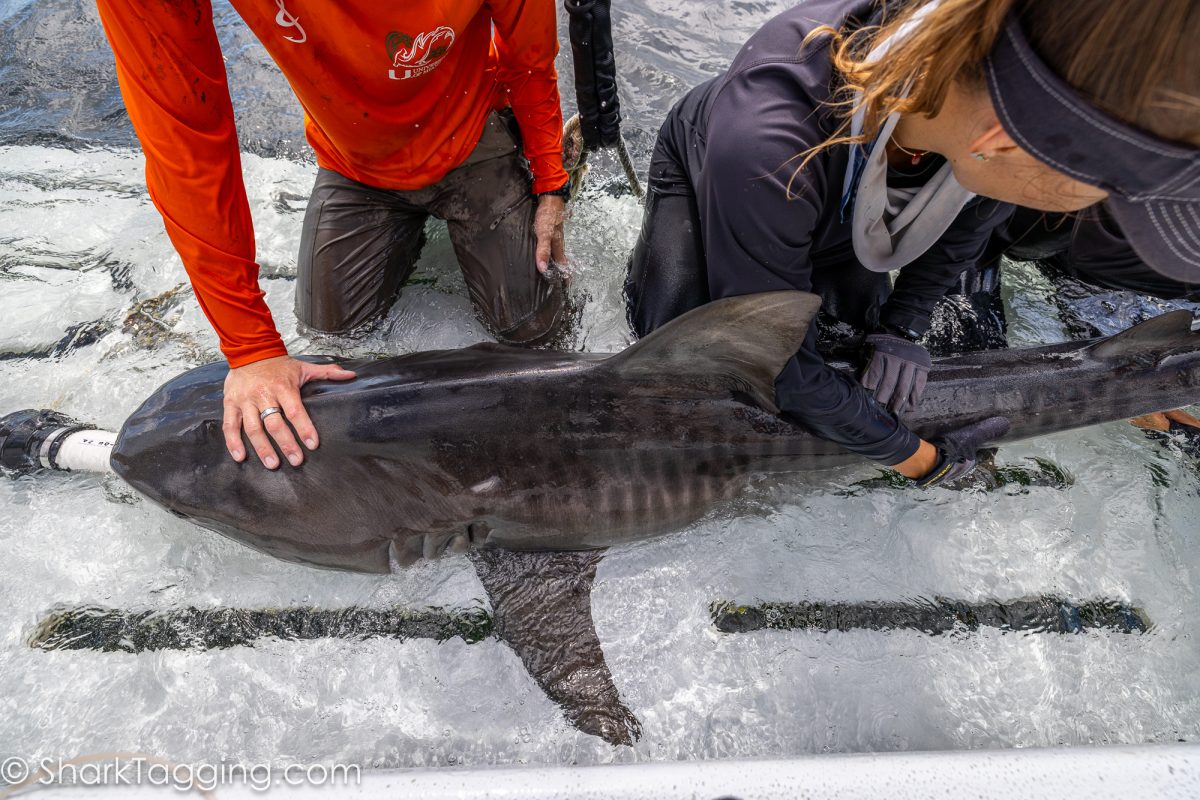 Several stark tagging researchers from the University of Miami hold onto a sub adult female Tiger Shark for inspection.