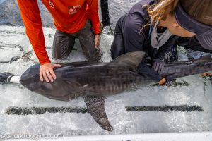 Several stark tagging researchers from the University of Miami hold onto a sub adult female Tiger Shark for inspection.