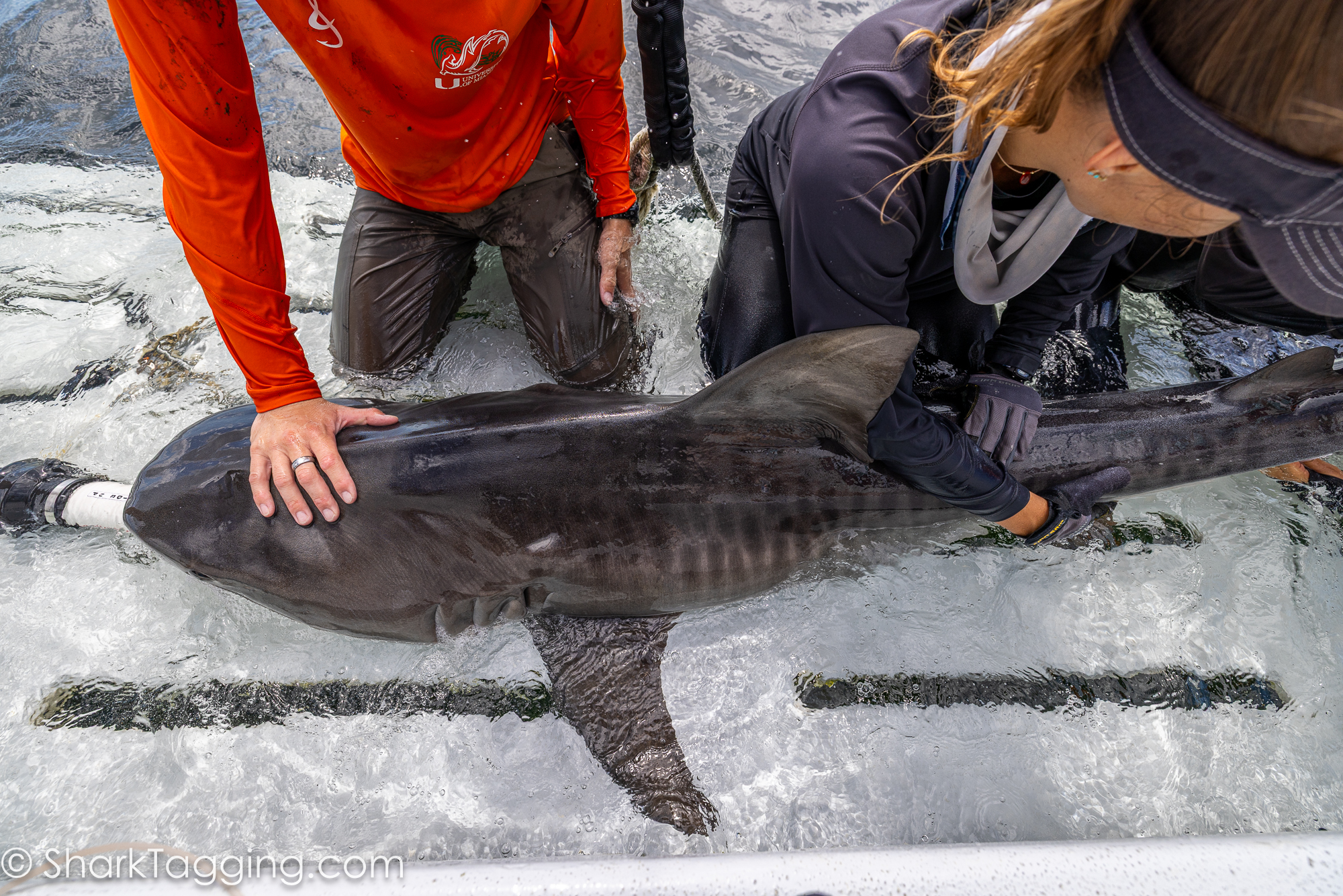 Several stark tagging researchers from the University of Miami hold onto a sub adult female Tiger Shark for inspection.