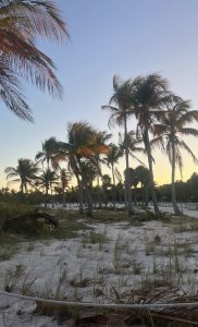Palm trees in Key Biscayne sway in the wind at sunset.