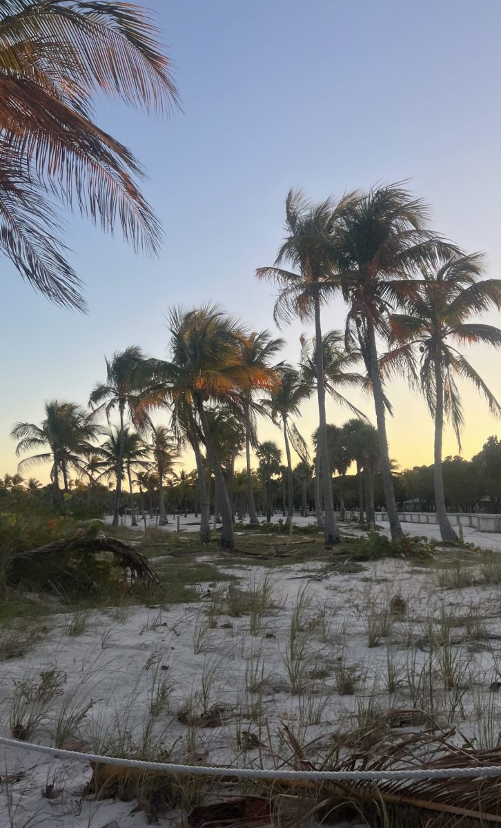 Palm trees in Key Biscayne sway in the wind at sunset.