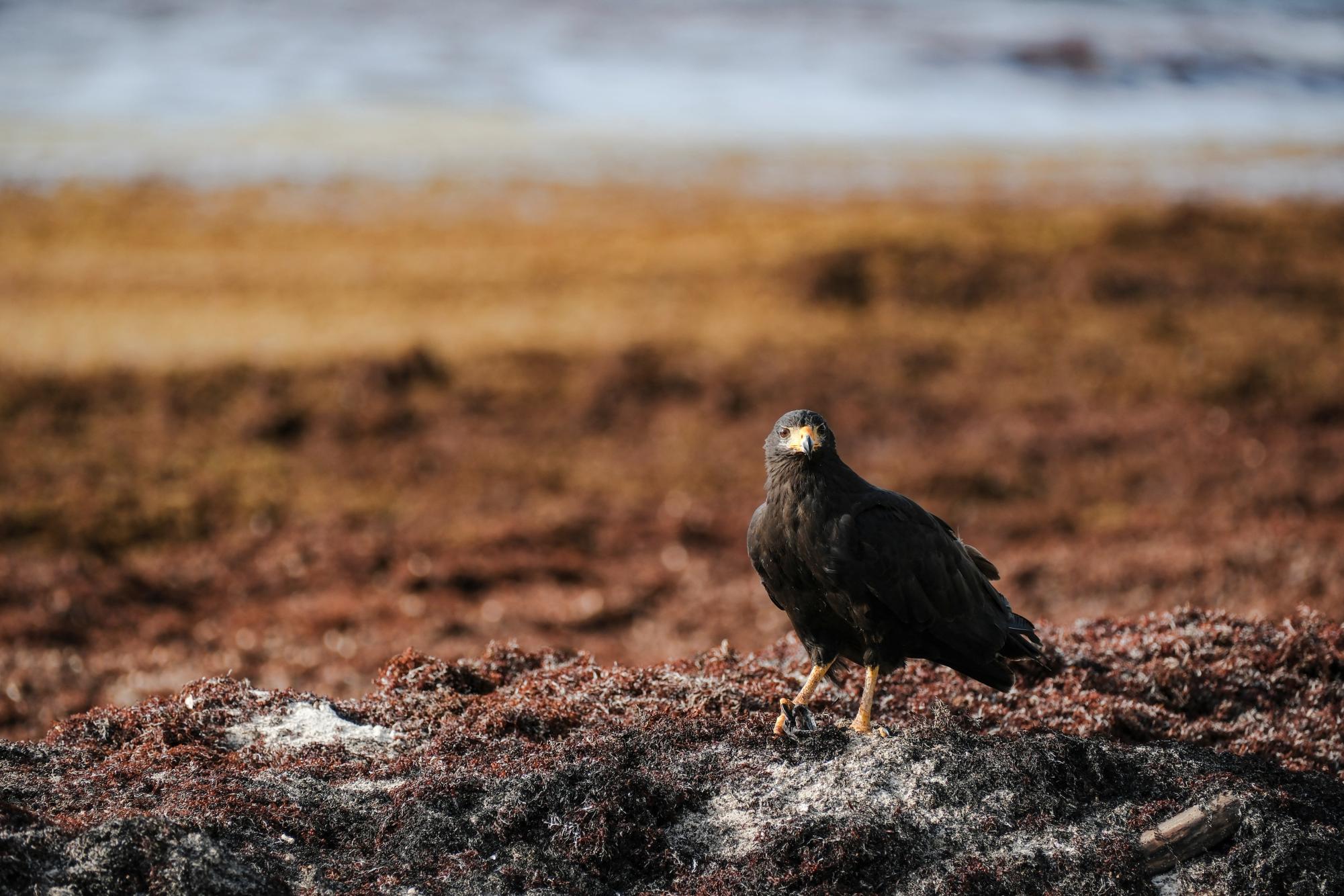 A common black hawk stands atop mountains of sargassum, the seaweed which has been plaguing the Miami shoreline for months. Like sargassum, water hyacinth can also be a destructive plant which harms the surrounding environment.