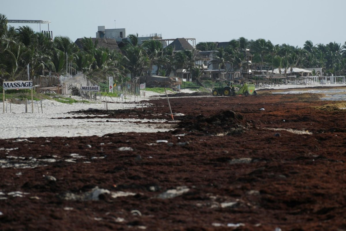 A tractor removes sargassum seaweed from a beach covered in the algae along Mexico's Caribbean coast, where growing accumulations linked to climate change are driving visitors away and threatening businesses that depend on tourism, in Puerto Morelos, Mexico, July 24, 2026. REUTERS/Paola Chiomante